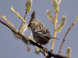 Common Redpoll 