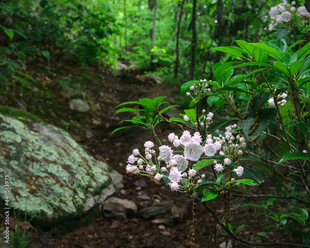 Wall mural mountain laurel in the forest