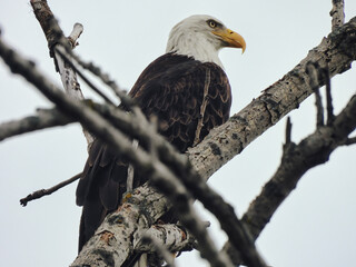 Bald Eagle on Branch: An American bald eagle bird of prey raptor in a profile view as it is perched in a tree