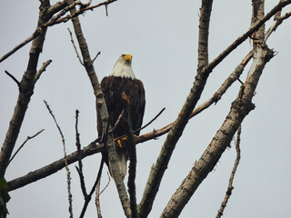 American Bald Eagle in Tree: A bald eagle bird of prey raptor perched on a branch in a dead tree...