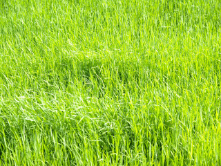 Meadow