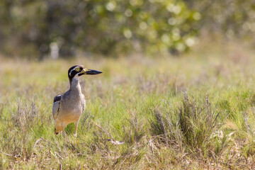 Beach Stone-curlew (Esacus magnirostris) in a salt marsh. Hastings Point, NSW, Australia.