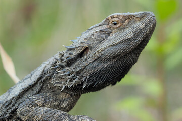 Eastern bearded dragon (Pogona barbata) portrait. Bogangar, NSW, Australia.