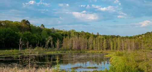 Beautiful nature wilderness spring scene in northern Minnesota. This is a large tree lined pond...