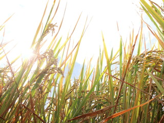 Obraz premium The sun shines on the rice plants to be harvested. Close-up to rice seeds of paddy. Beautiful golden rice field and ear of rice