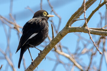 pico de plata (Hymenops perspicillatus)