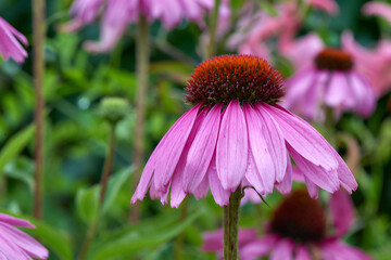 Bright forest flowers growing in nature