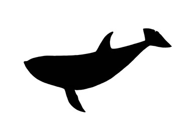illustration of a orca on white 