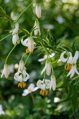 Fototapeta premium lily of the valley