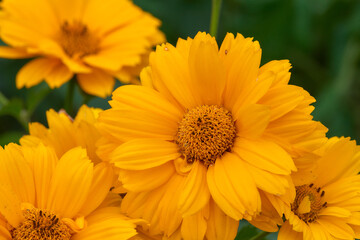 Bright forest flowers growing in nature