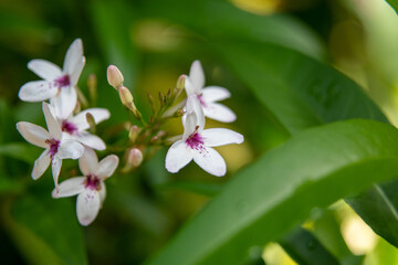close up of a pink flower