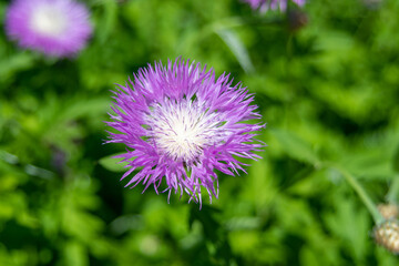 thistle flower in spring