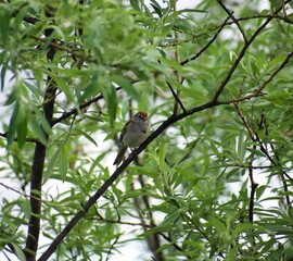 American Tree Sparrow