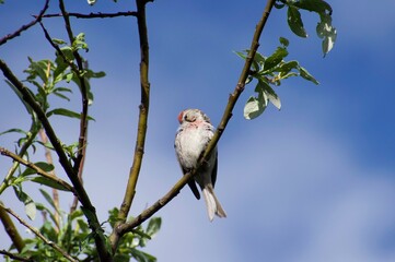 Peaking Redpoll