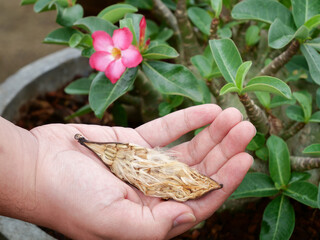 Close-up Seed pod of Adenium tree in hand