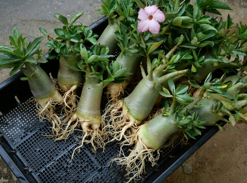 Closeup adenium obesum are ready to be planted