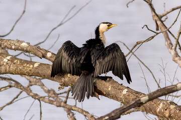 Little pied cormorant (Microcarbo melanoleucos) perched and drying its wings. Discarded fishing line is noted on the branch. Kingscliff, NSW, Australia.