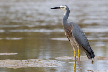 White-faced Heron (Egretta novaehollandiae) standing on a sandbank. Hastings Point, NSW, Australia.