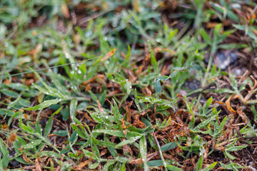 blade of grass, dew, focus, blurred