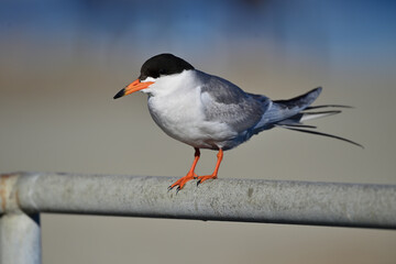 Forester's Tern - Sterna forsteri