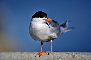 Forester's Tern - Sterna forsteri
