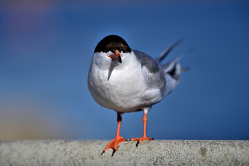 Forester's Tern - Sterna forsteri