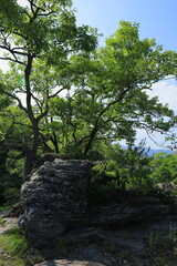 Fototapeta na wymiar 渓谷の木々