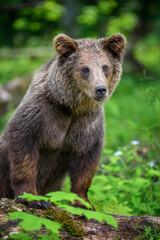 Naklejka na ściany i meble Wild Brown Bear in the summer forest. Animal in natural habitat. Wildlife scene