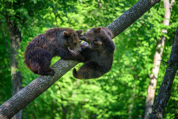 Two wild Brown Bear on tree in the summer forest. Animal in natural habitat. Wildlife scene