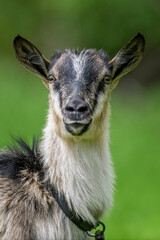 Close up portrait of a goat in farm pasture