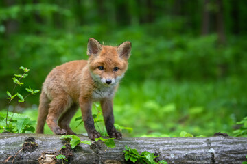 Naklejka na ściany i meble Red fox, vulpes vulpes, small young cub in forest. Cute little wild predators in natural environment