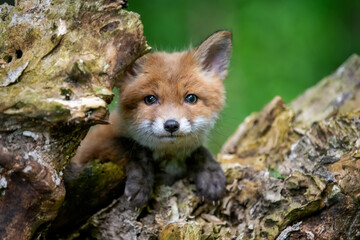 Red fox, vulpes vulpes, small young cub in forest. Cute little wild predators in natural environment - obrazy, fototapety, plakaty