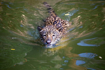  jaguar swimming in the natural forest.