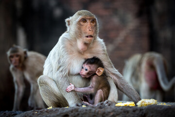 Family of monkeys in the wild.