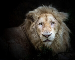 portrait of a male lion staring.