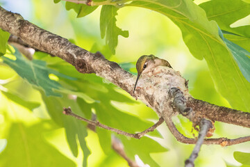 Close-up Of a Hummingbird sitting In Nest	