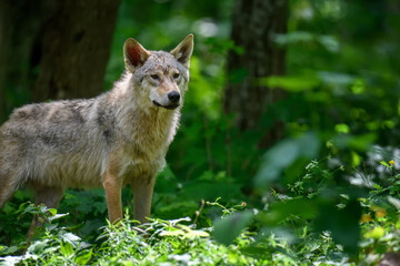 Naklejka na ściany i meble Wolf in summer forest. Wildlife scene from nature