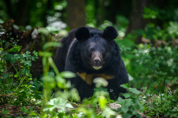 Asiatic black bear (Ursus thibetanus) in summer forest. Wildlife scene from nature - obrazy, fototapety, plakaty