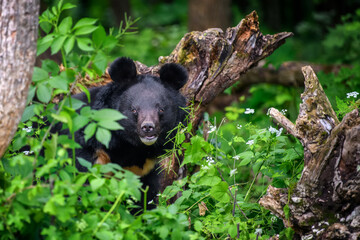 Asiatic black bear (Ursus thibetanus) in summer forest. Wildlife scene from nature - obrazy, fototapety, plakaty