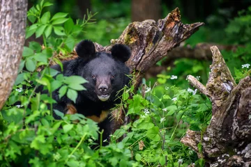 Fotobehang Asiatic black bear (Ursus thibetanus) in summer forest. Wildlife scene from nature © byrdyak