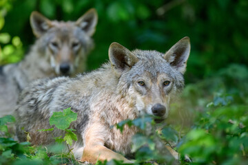 Naklejka na ściany i meble Two Wolf in summer forest. Wildlife scene from nature