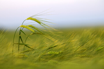 Épis de blé vert dans le champ à la lumière du soir