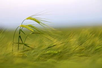 Photo sur Plexiglas Herbe Épis de blé vert dans le champ à la lumière du soir