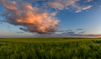 Naklejka na ściany i meble Wheat field landscape with path before the sunset time