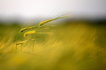 Green wheat spike in the field in the evening light