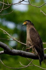 Crested Serpent Eagle from jungles of India