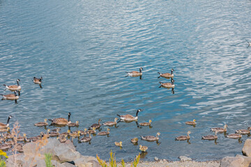 ducks on the lake