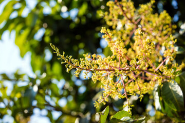 The mango bouquet or mango flower is blooming full on the mango trees in the garden