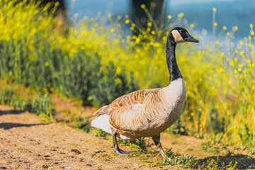 country goose on the beach