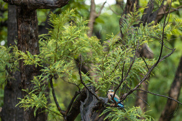 Indian Roller from Jungle of India